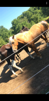 A couple of our horses