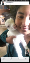 More Baby goats