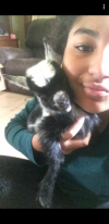 One of our baby goats